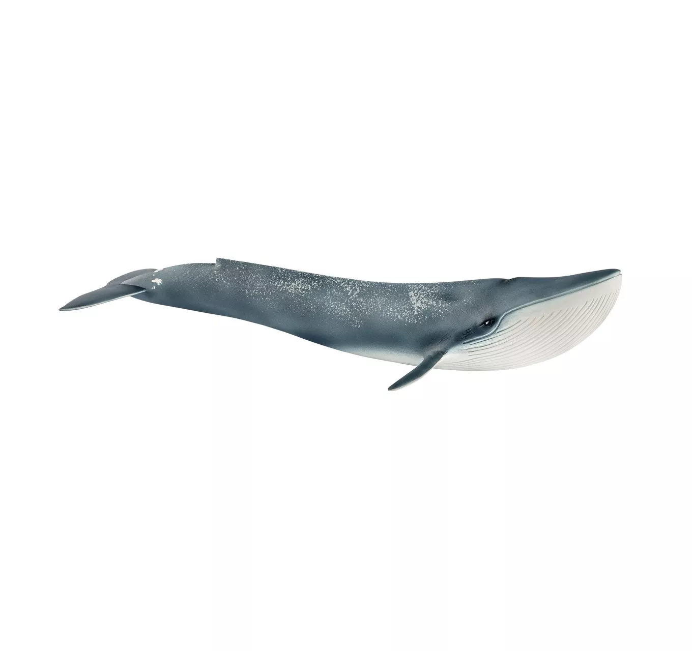 Blue Whale