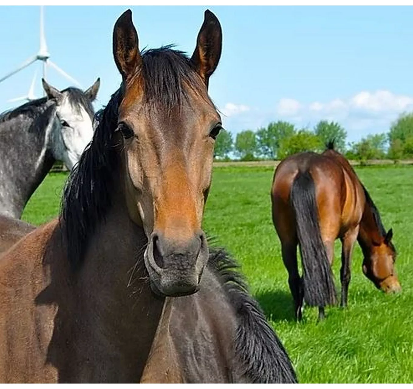 Horse Paddock Grass Seed 14kg