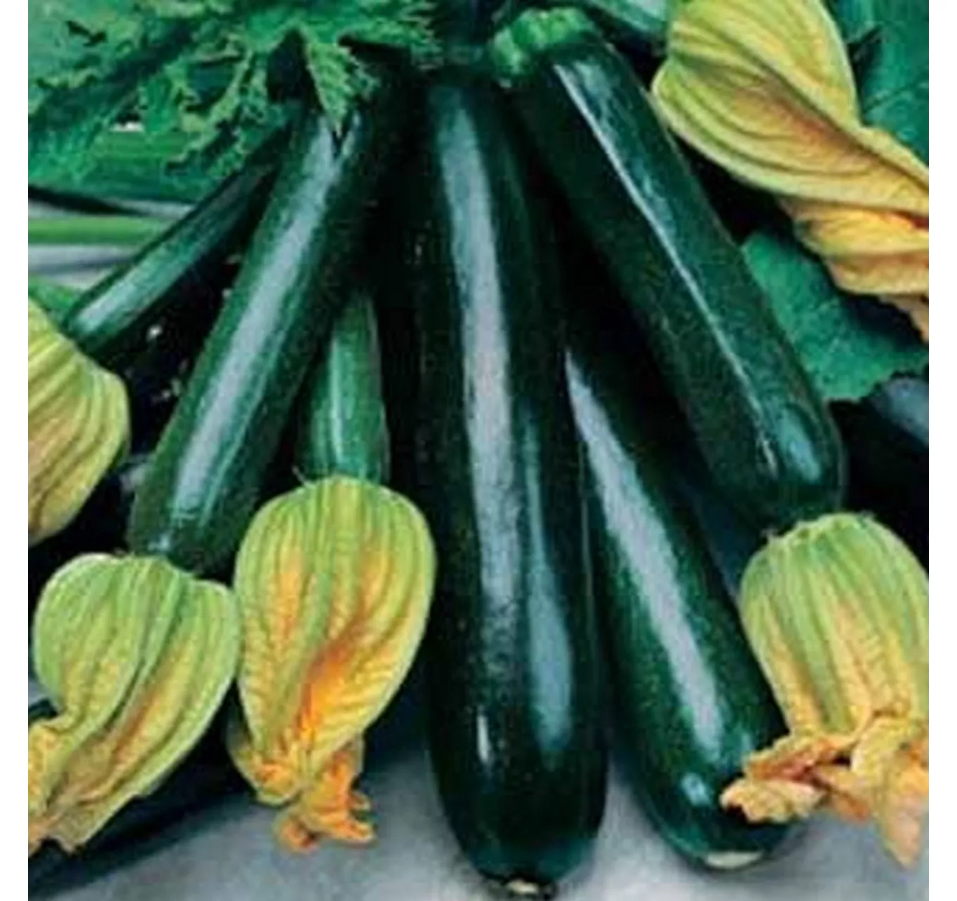 Courgette Black Beauty