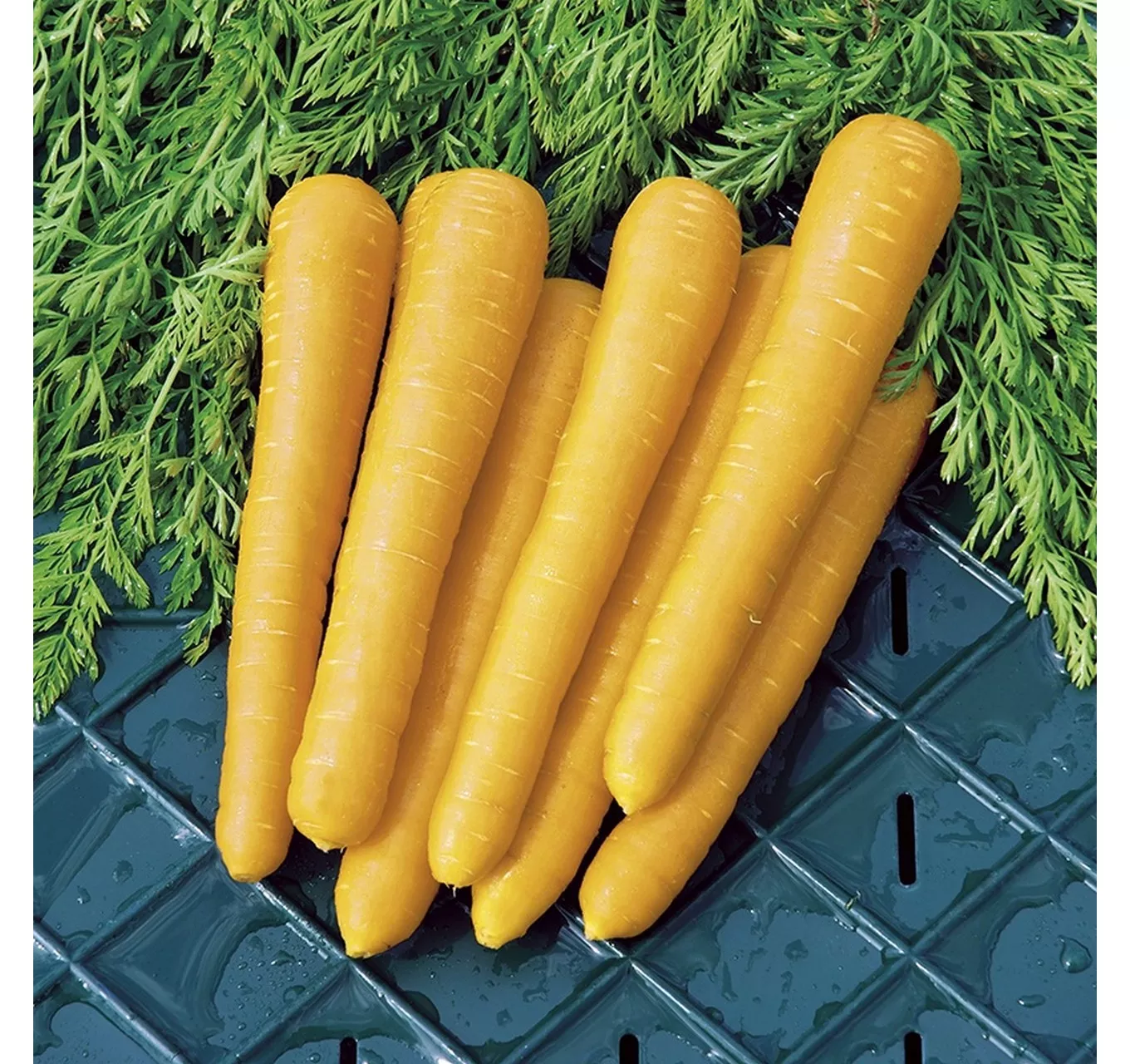 Carrot Gold Nugget F1