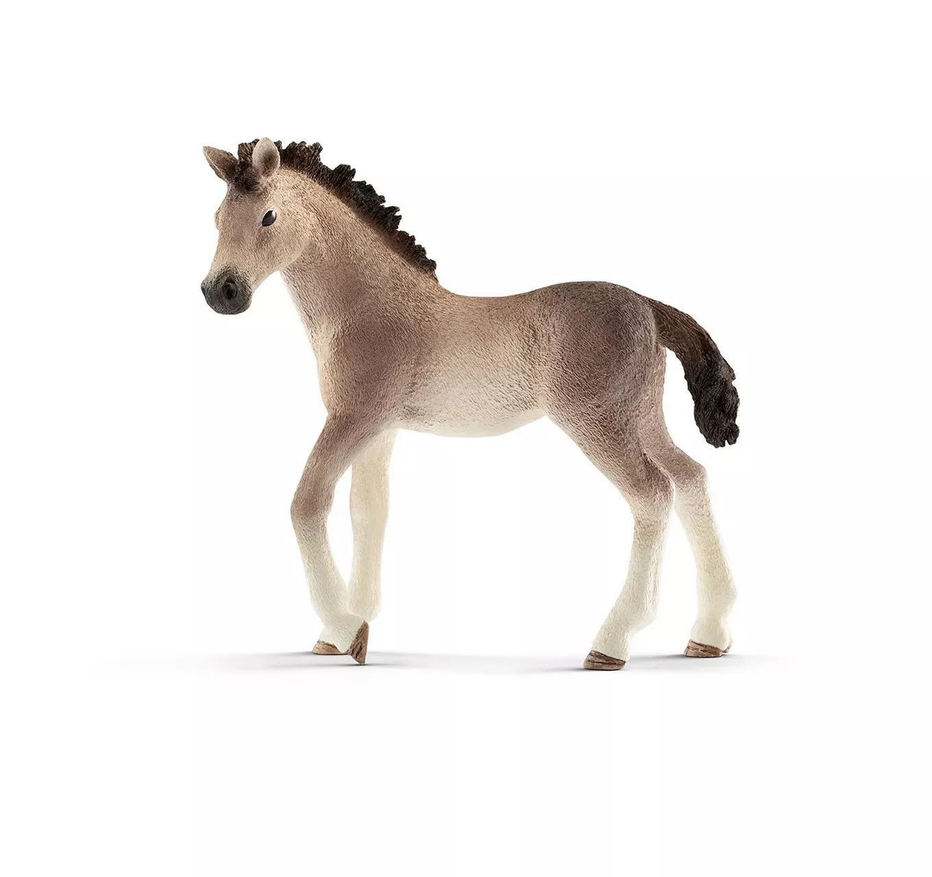 Andalusian Foal