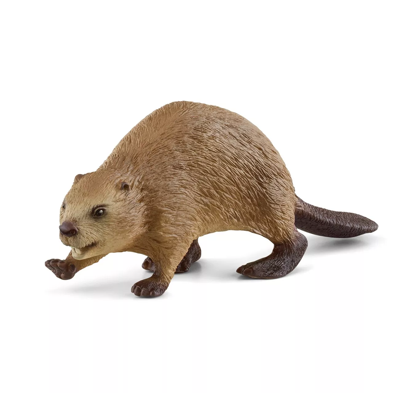 Beaver