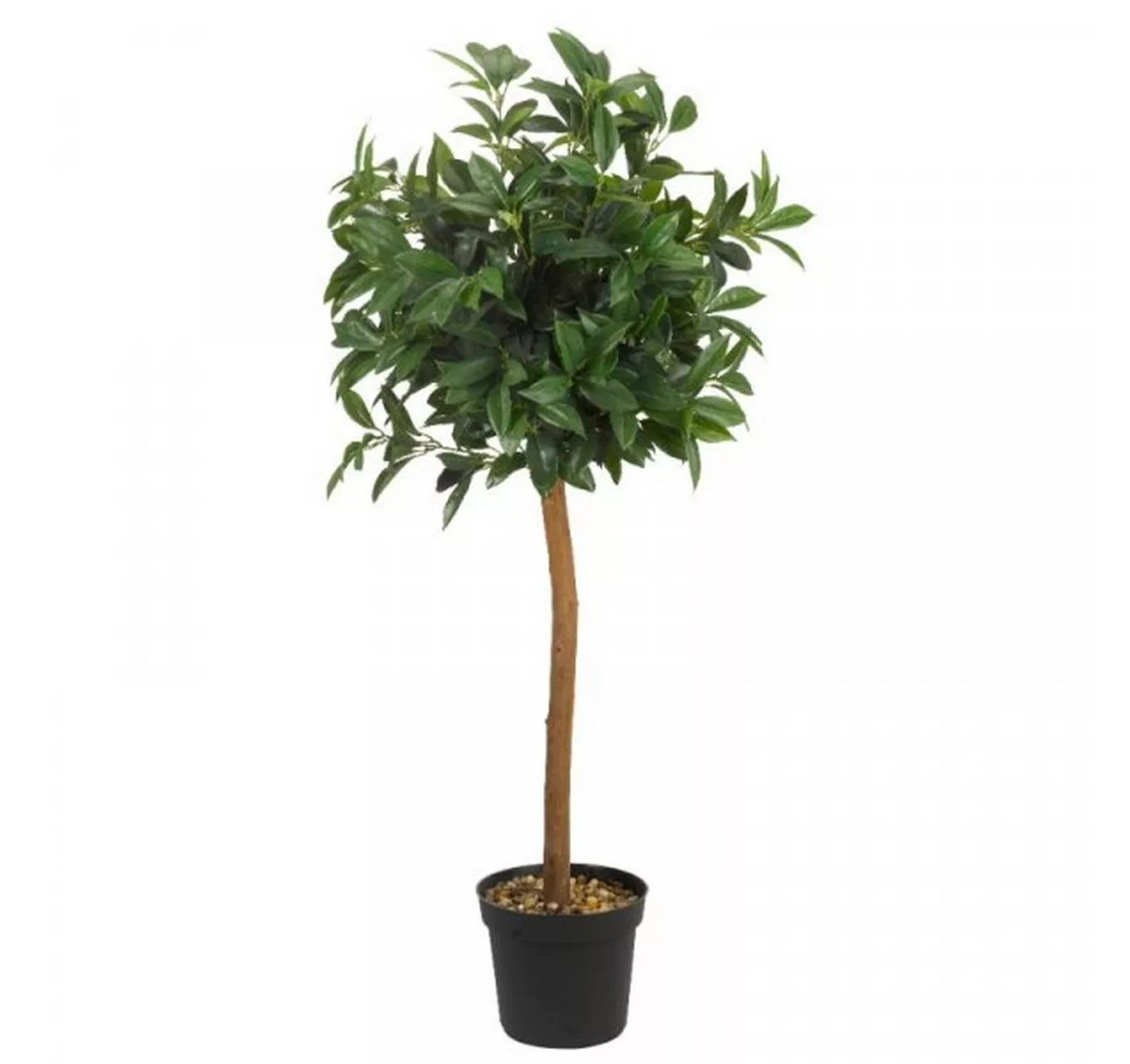 Bay Tree 120cm