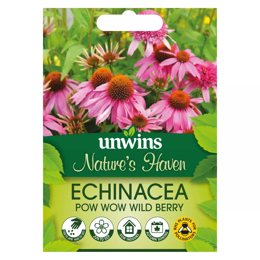 NH Echinacea Pow Wow Wild Berry