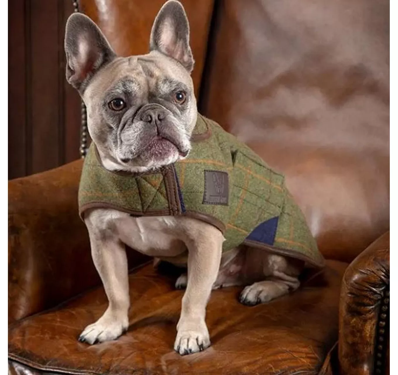 Tweed Dog Coat