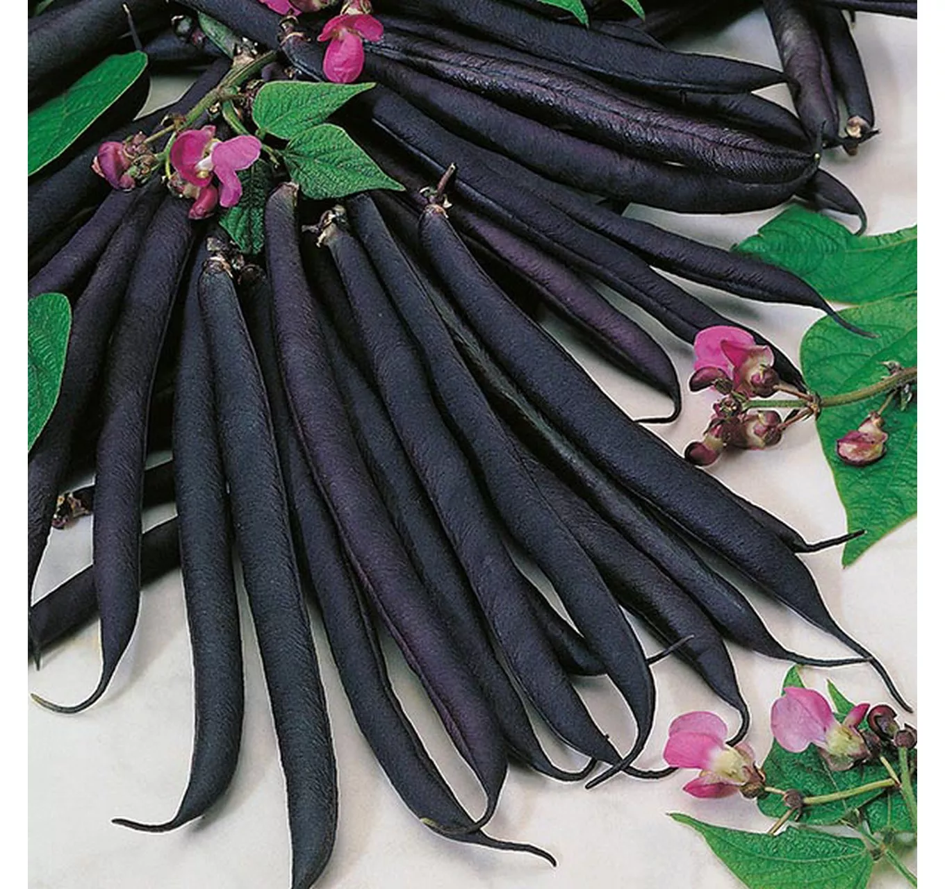 Dwarf Bean Purple Queen