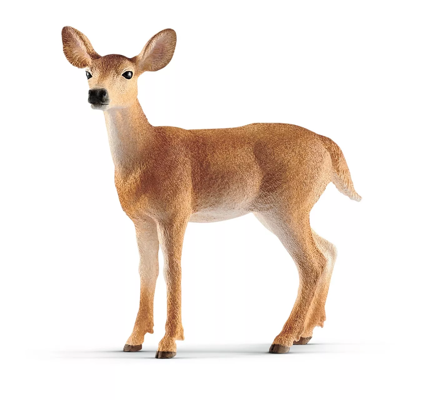 White-Tailed Doe