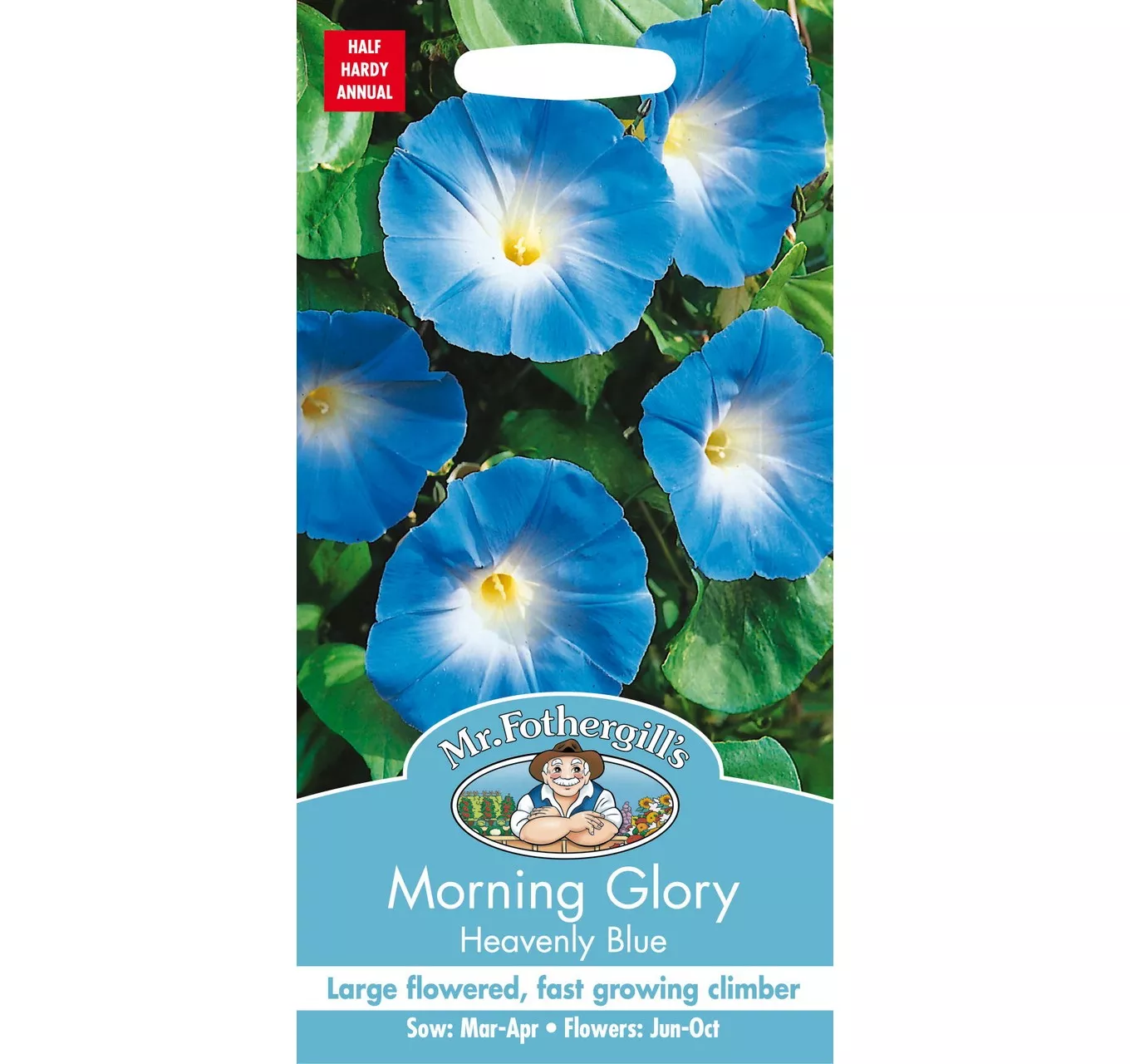 Morning Glory Heavenly Blue