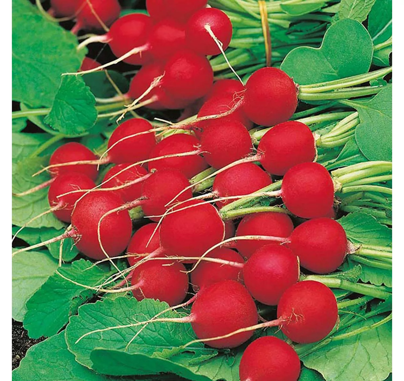 Radish Celesta F1