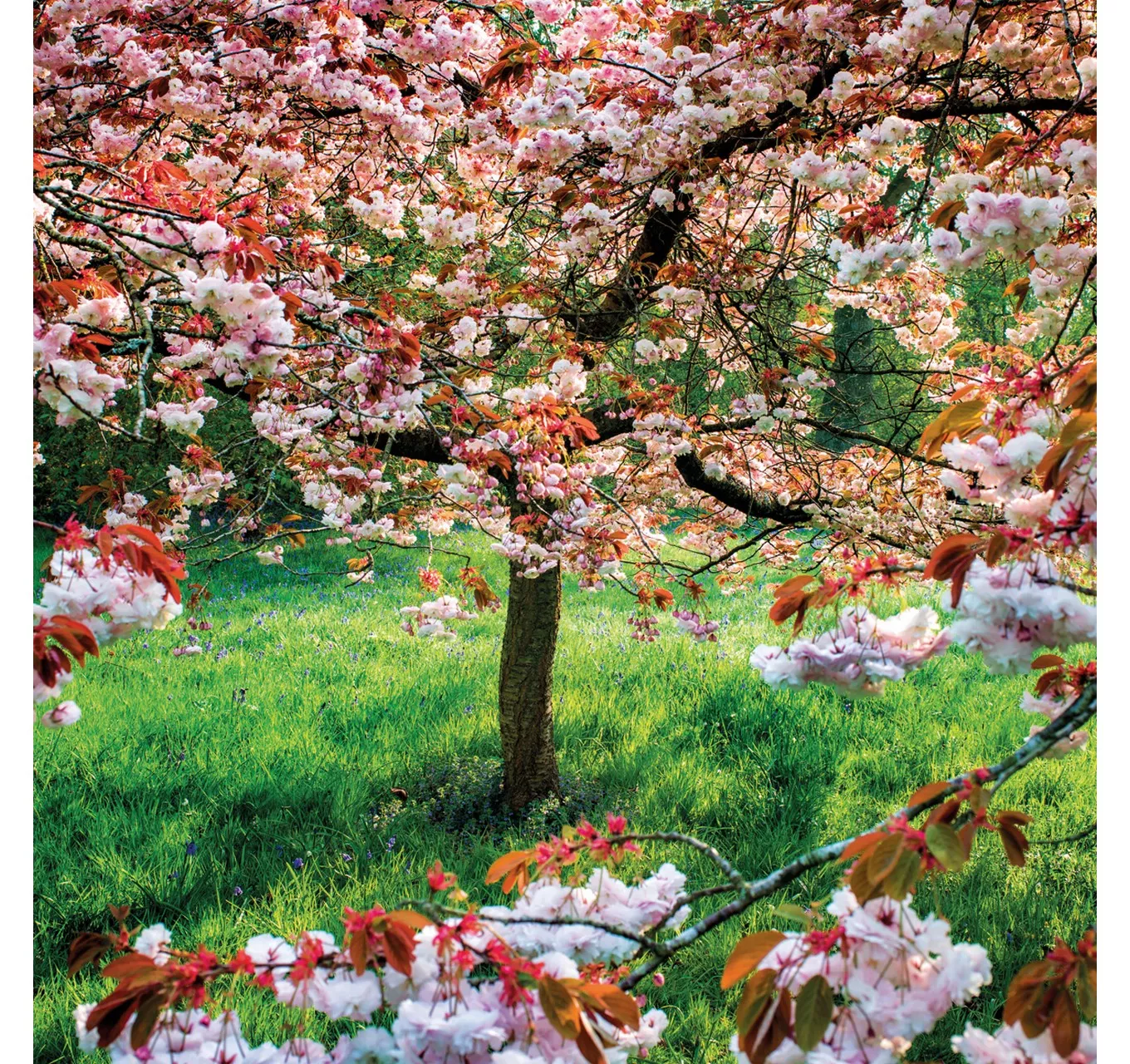 Cherry Trees - Card