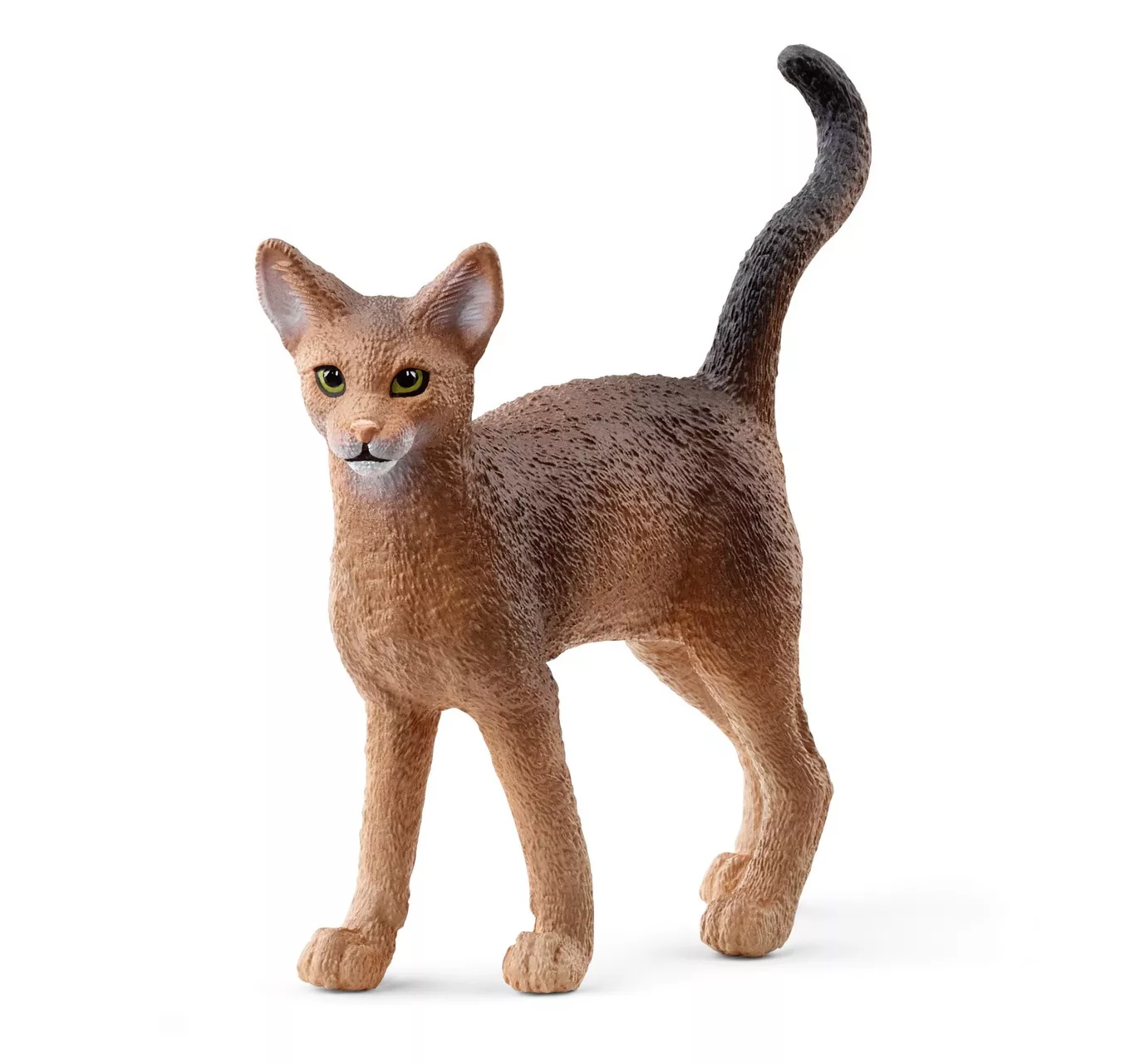 Abyssinian Cat