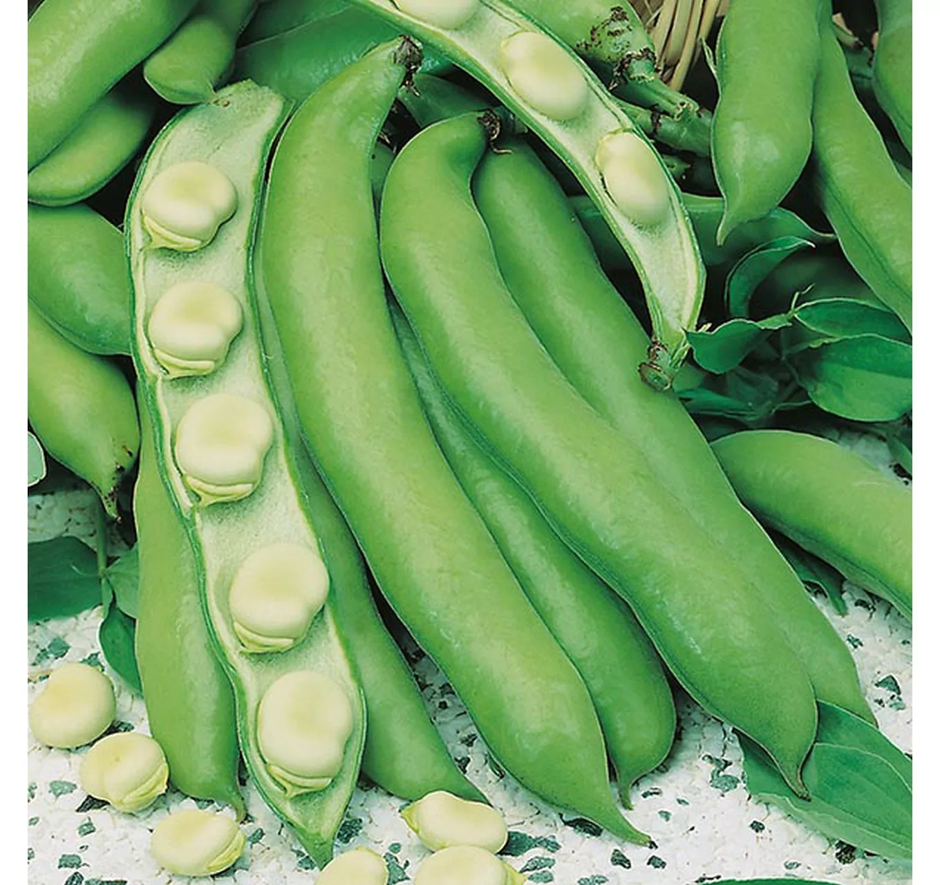 Broad Bean Witkiem Manita