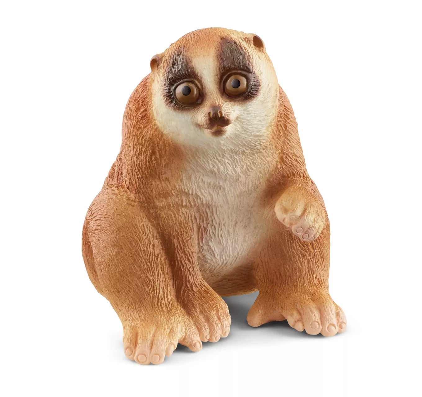 Slow Loris