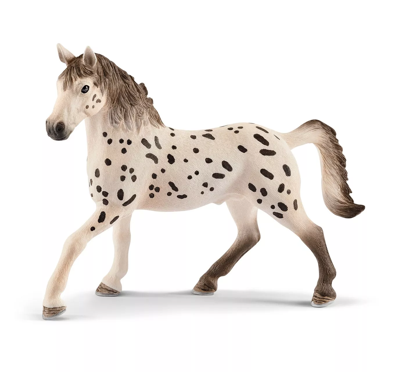 Knabstrupper Stallion