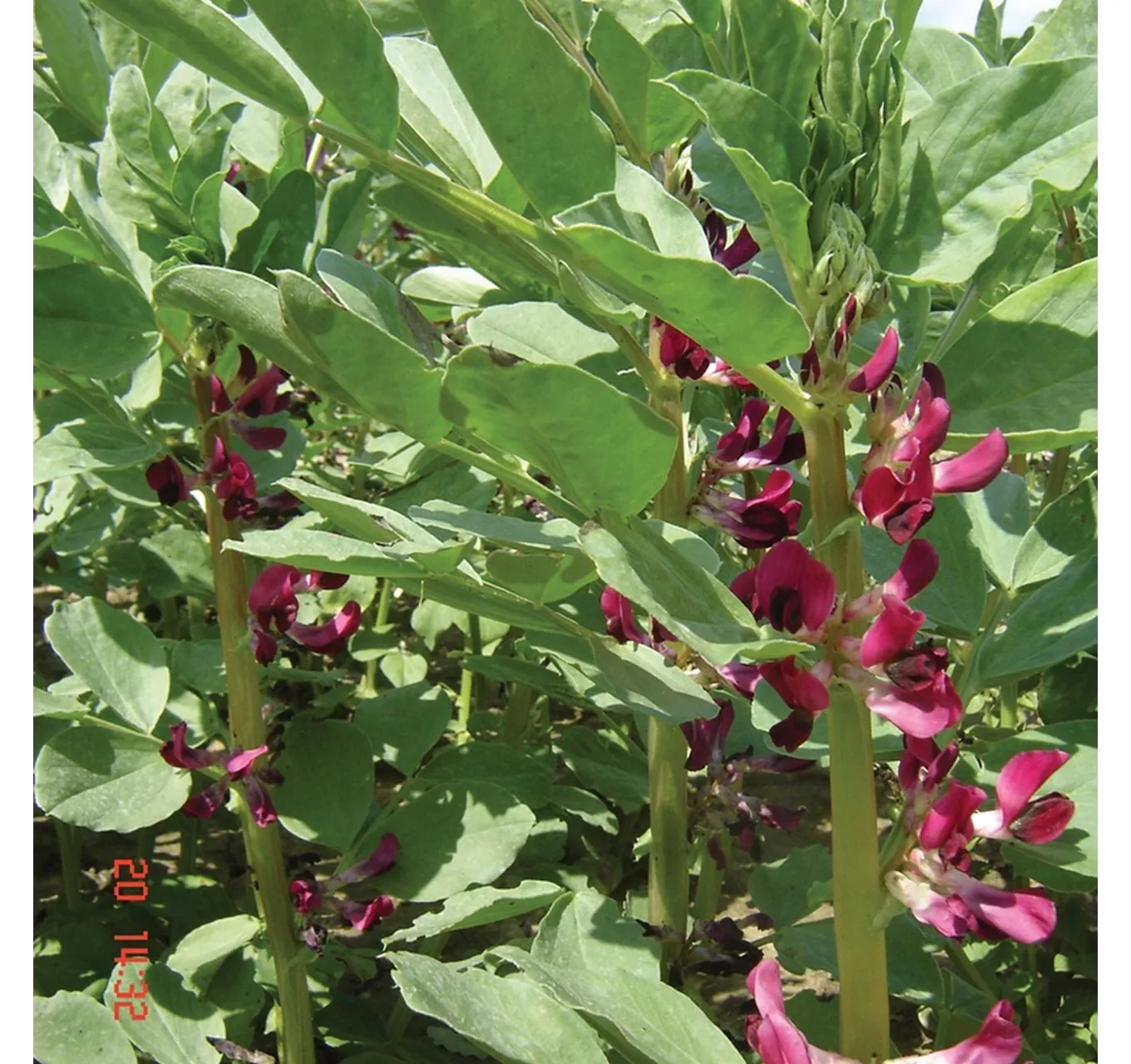 Broad Bean Crimson Flowered